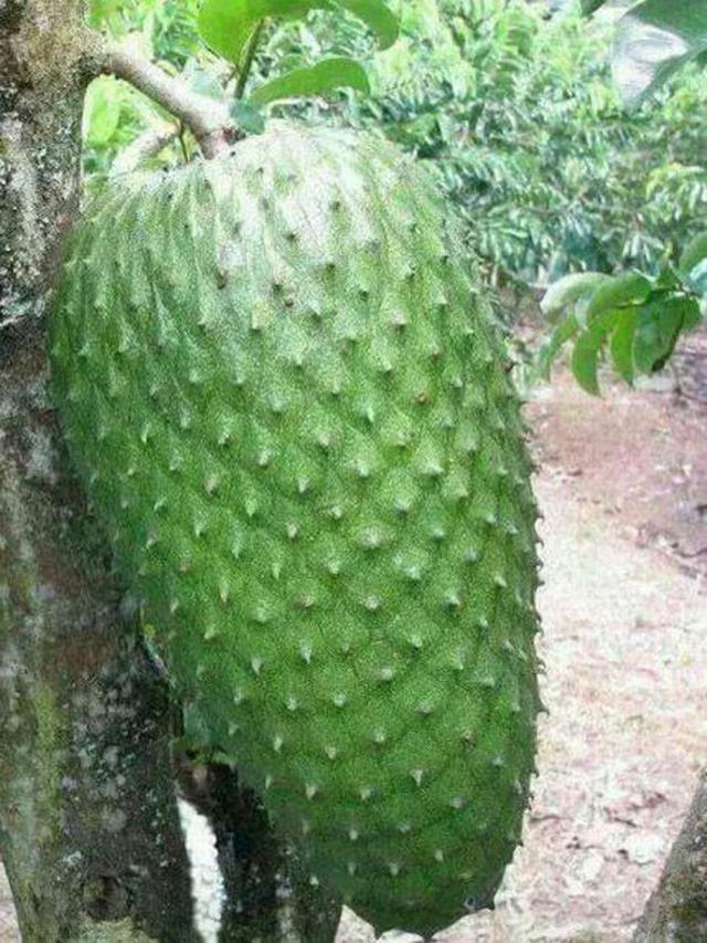 6 Penampakan Buah Ukuran Raksasa Ini Bikin Mata Melongo