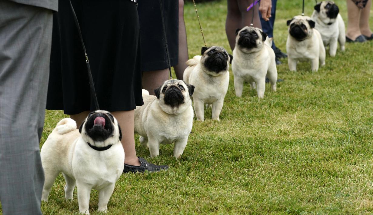FOTO: Anjing-Anjing Menggemaskan Tampil di Westminster ...