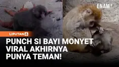 Kabar baik datang dari Punch, bayi monyet favorit netizen. Ini mungkin jadi kabar yang paling ditunggu banyak orang.