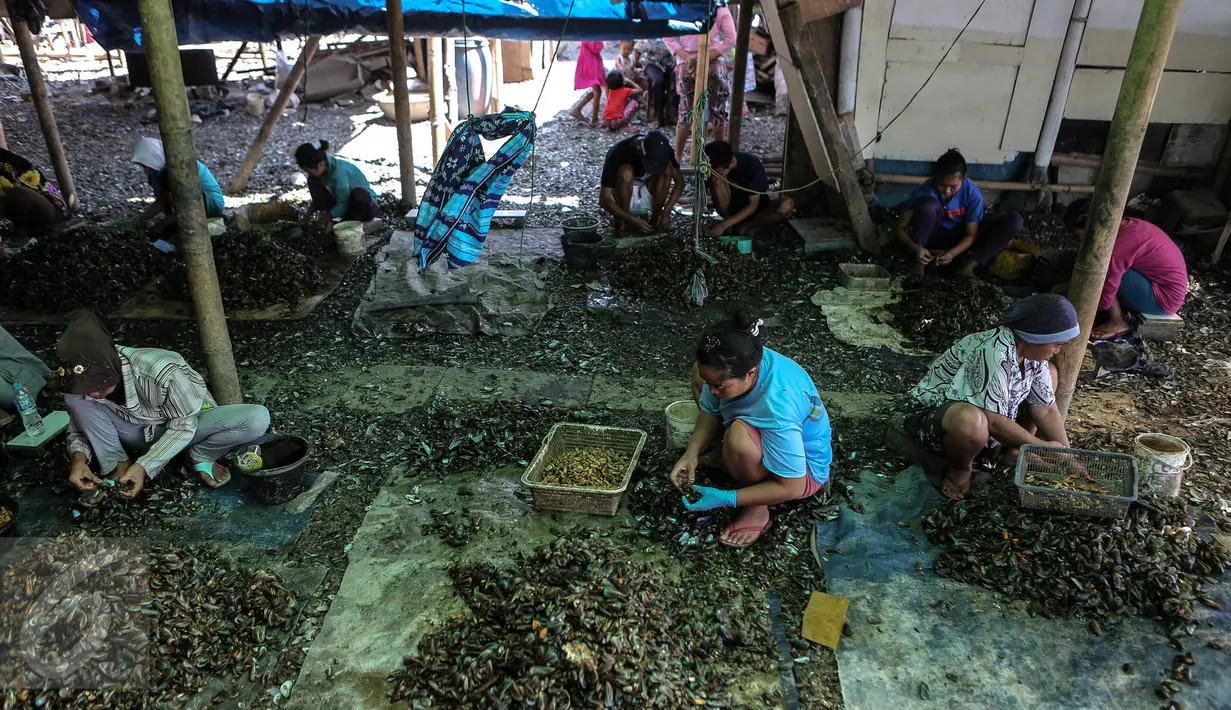 Sejumlah ibu bekerja mengupas kerang hijau di kawasan Muara Angke, Jakarta, Senin (3/8/2015). Dengan penghasilan Rp 30 ribu/hari, para buruh pengupas kerang hijau tersebut harus cukup memenuhi kebutuhan hidup keluarganya. (Liputan6.com/Faizal Fanani)