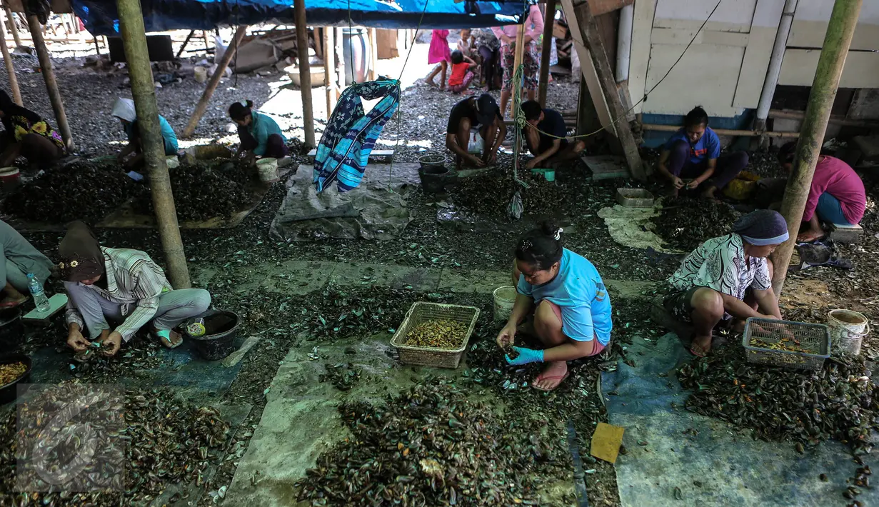Sejumlah ibu bekerja mengupas kerang hijau di kawasan Muara Angke, Jakarta, Senin (3/8/2015). Dengan penghasilan Rp 30 ribu/hari, para buruh pengupas kerang hijau tersebut harus cukup memenuhi kebutuhan hidup keluarganya. (Liputan6.com/Faizal Fanani)
