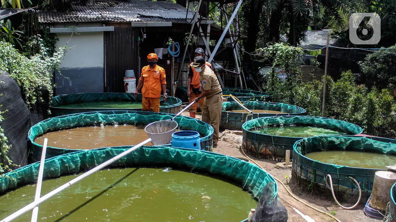 Melihat Budidaya Ikan Menggunakan Sistem Bioflok