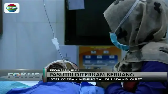 Tragis! Pasutri di Kampar, Riau, diterkam beruang di kebun karet. Sang istri tewas di tempat, sementara suami mengalami luka parah.