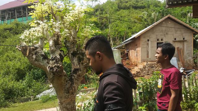 Daun Kelor Putih