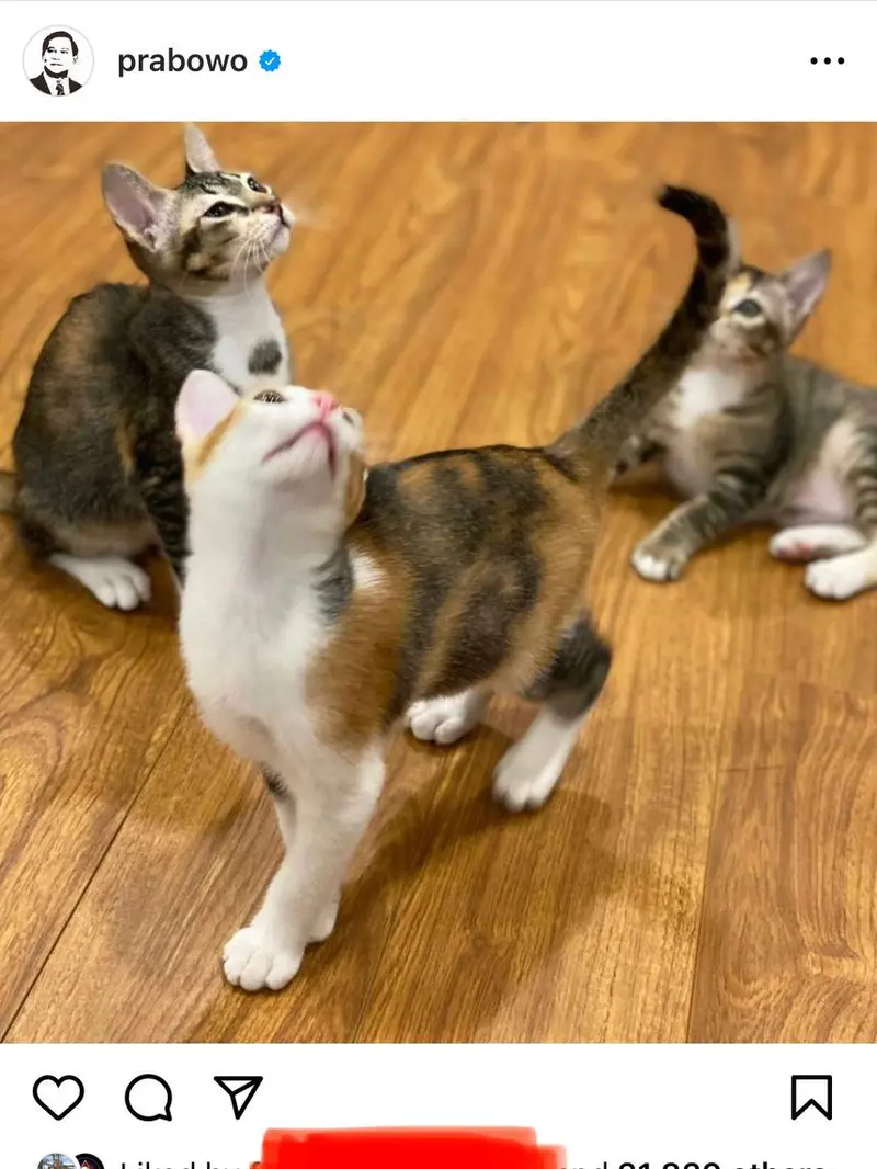 Prabowo mengunggah foto kucing di Hari Kucing Sedunia, bikin warganet gemas.