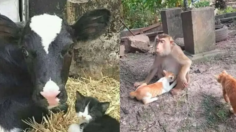 7 Potret Nyeleneh Hewan Salah Asuh, Ada Kucing yang Menyusu dengan Monyet