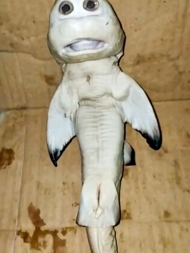 bayi hiu mirip manusia