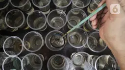 Penjual ikan cupang hias menyortir hasil budidaya rumahan untuk dijual di Perumahan Pondok Arum, Karawaci, Tangerang, Kamis (21/01/2021). Mereka dapat memperoleh pendapatan bersih Rp1,5 juta hingga Rp2 juta per bulan. (merdeka.com/Arie Basuki)