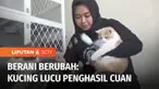 Dari hobi pelihara kucing, Vivi Kartika Sari mampu menghasilkan pundi-pundi rupiah. Awalnya dirinya hanya memiliki tiga kucing british shorthair, berkat keuletannya kini dirinya punya 30 ekor kucing. Siapa sangka harga jualnya tembus puluhan juta rup...
