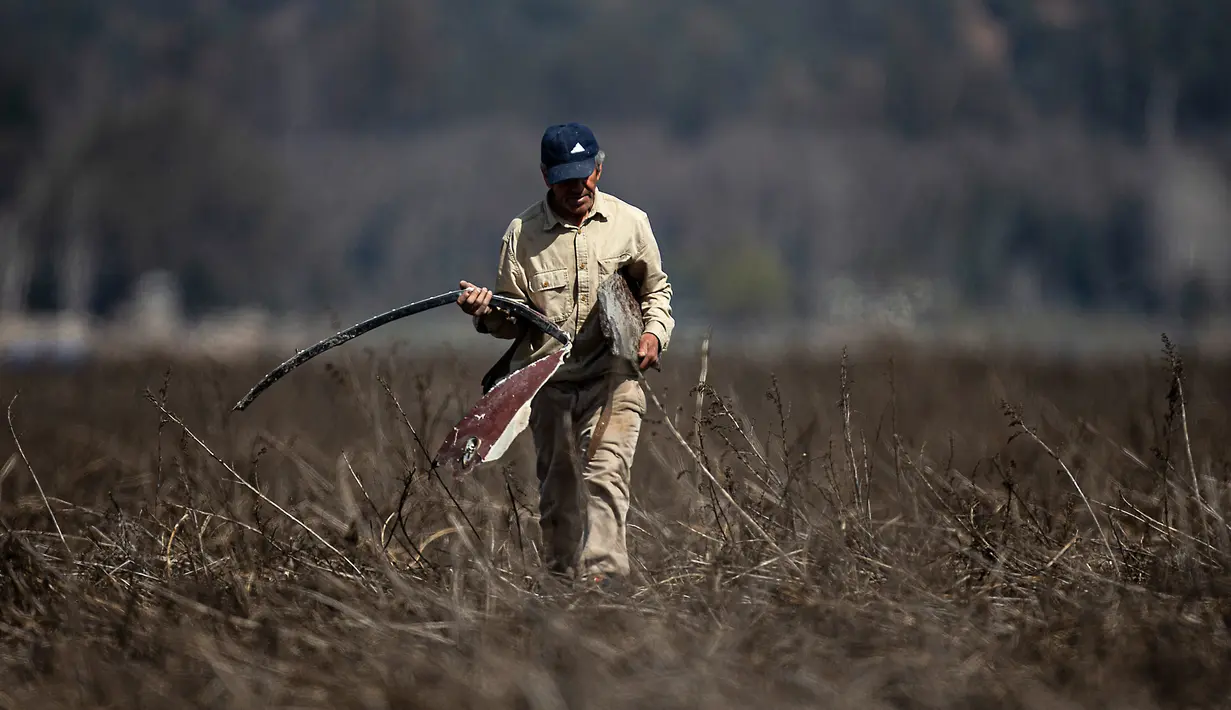 Jorge Romero membawa puing pesawat yang dia temukan saat berjalan di Danau Acuelo Lagoon yang mengering, Paine, Chile, Jumat (23/8/2019). Menurut Menteri Pertanian Chile Antonio Walker, 2019 adalah kekeringan terburuk yang dihadapi negara tersebut dalam enam dekade terakhir. (AP Photo/Esteban Felix)