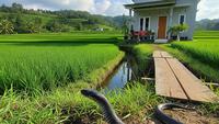 Cara Mengenali Sarang Ular Sawah di Tumpukan Kayu Dekat Rumah, Antisipasi Bahaya yang Mengancam