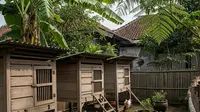 9 Ide Usaha Ternak yang Cocok di Daerah Panas dan Minim Air, Modal Kecil &amp; Cepat Panen