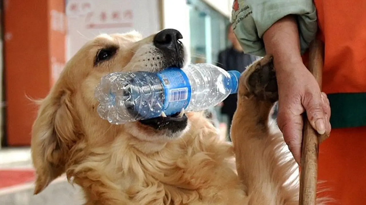 Anjing