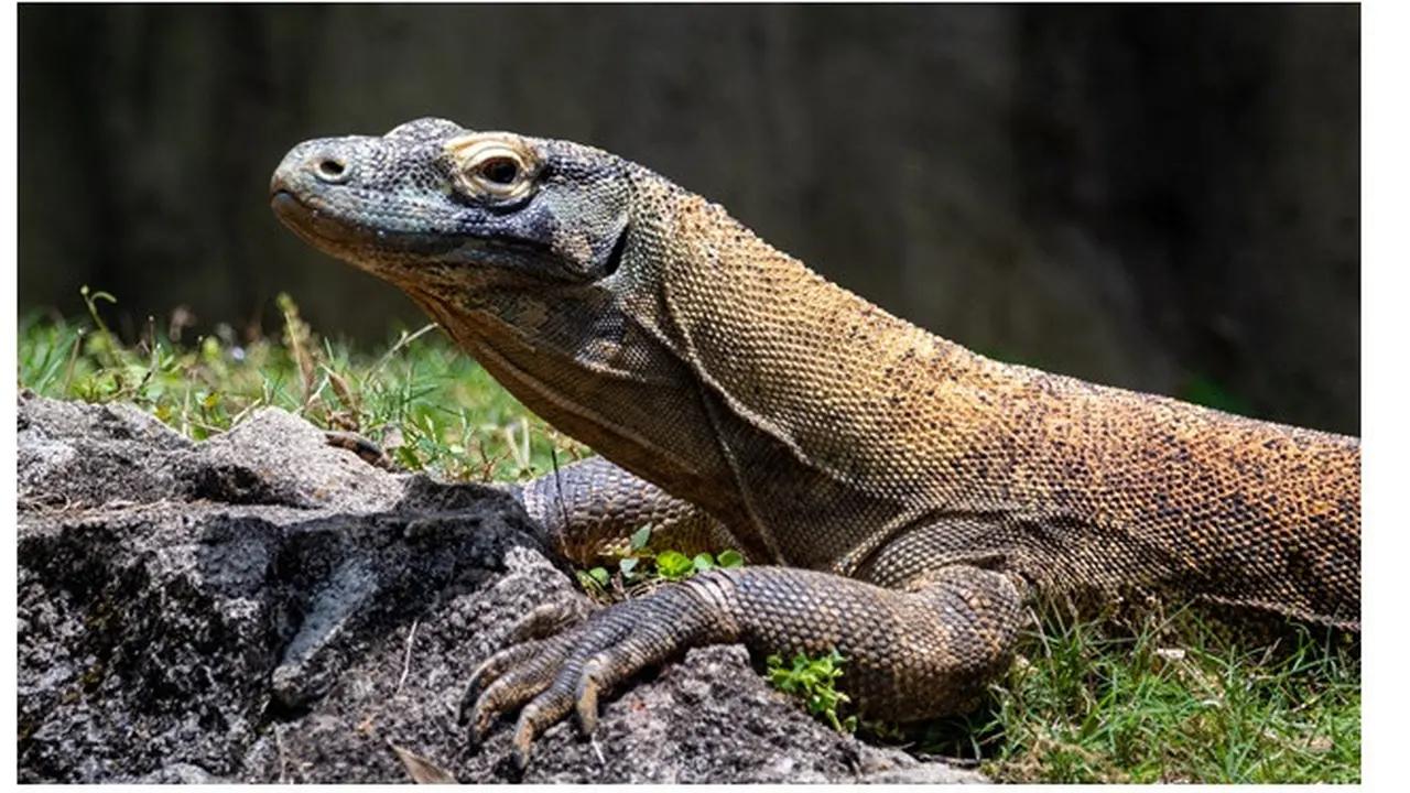 Bikin Kaget, Biawak Sebesar 60 Kg Tiba-tiba Muncul di Depan Pintu Rumah