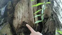 Bekas cakar harimau saat mengejar korban ke pohon sawit (Liputan6.com / M.Syukur)