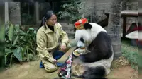 Pencinta panda dan peneliti di seluruh dunia berkumpul di pusat penelitian provinsi Fujian untuk merayakan ulang tahun panda betina bernama Basi yang kini berusia 35 tahun. (Shanghaiist)