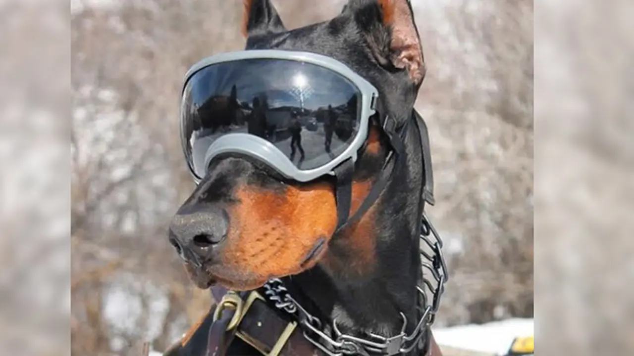 Tak Hanya Keren, Rex Specs Juga Lindungi Mata Anjing