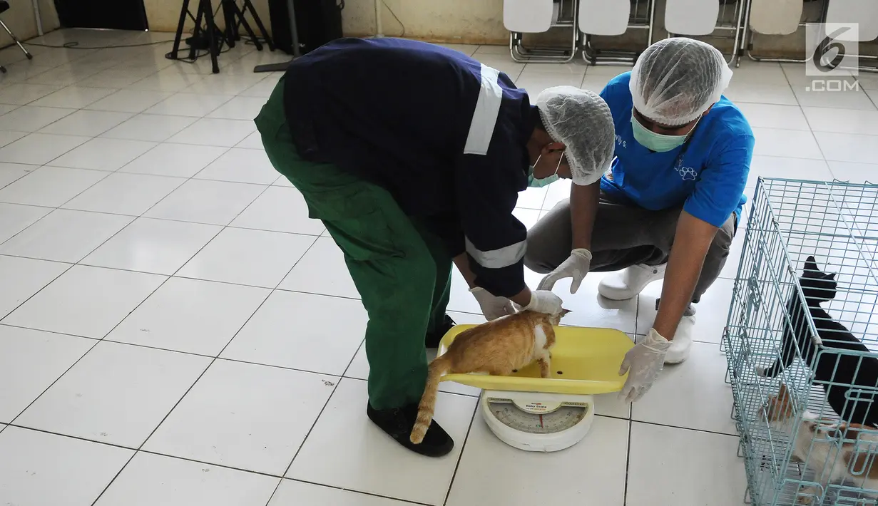 Dokter menimbang sebelum mensterilisasi kucing di pusat kesehatan hewan (Puskeswan), Jakarta, Kamis (10/1). Kucing yang belum siap diadopsi tersebut masih dalam proses vaksinasi dan sterilisasi. (Liputan6.com/Herman Zakharia)