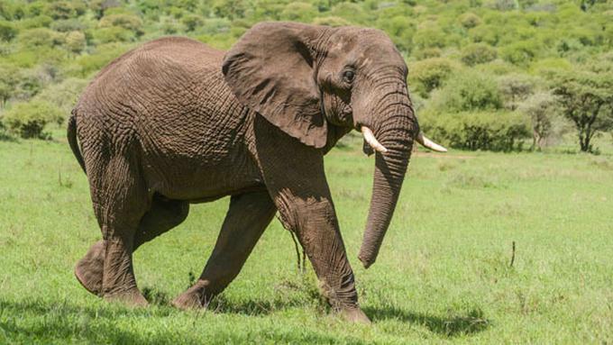 Teganya Membunuh Gajah  Demi Diambil Gadingnya Lifestyle 