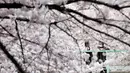 Pengunjung berbincang sembari melihat bunga sakura yang hampir mekar sempurna di Tokyo, Jumat (1/4). Bunga Sakura merupakan satu keunggulan Jepang, penduduk Jepang mengkhususkan hari untuk menikmati Bunga Sakura yang mekar sempurna. (REUTERS/Issei Kato)