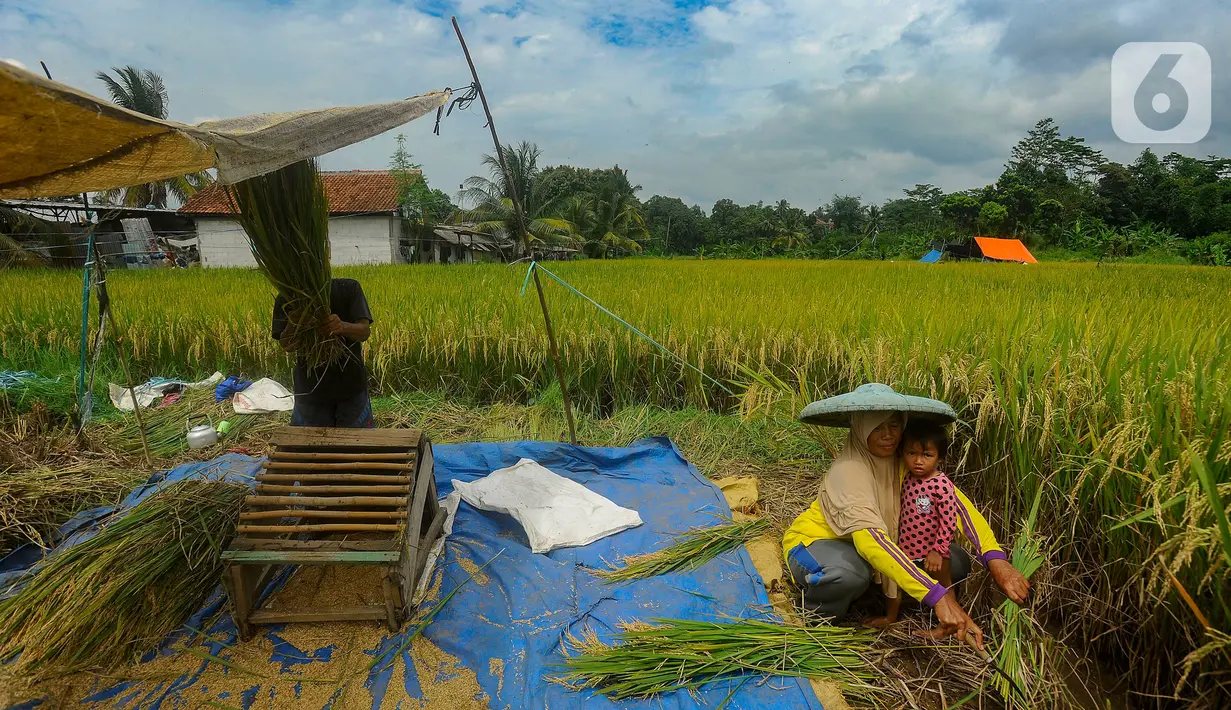 Dengan kenaikan harga beli gabah kering panen, sejumlah petani di Bogor menuai berkah. (merdeka.com/Arie Basuki)