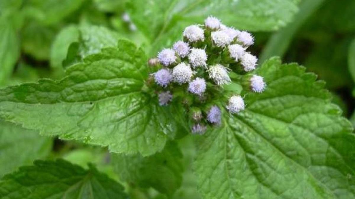 13 Manfaat Babadotan yang Jarang Diketahui, Tanaman Liar Bernilai Tinggi