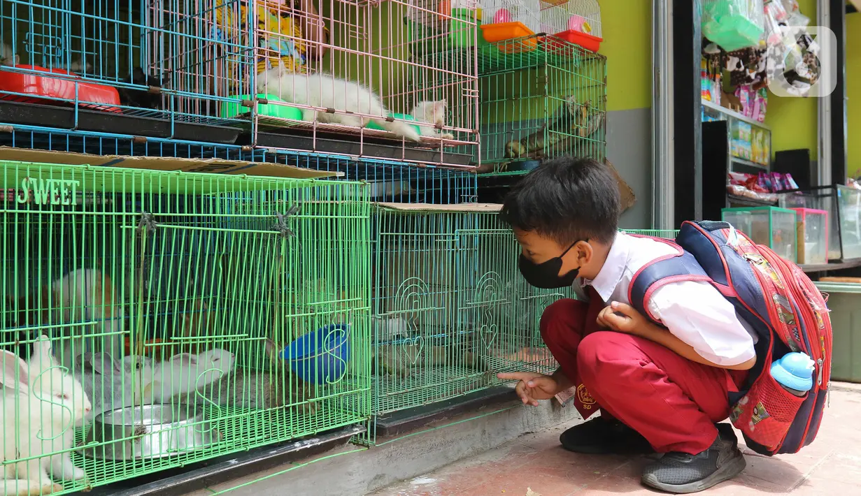 Seorang anak melihat kelinci di Pasar Hewan Barito, Kebayoran Baru, Jakarta, Senin (24/10/2022). Sebanyak 85 kios di Pasar Hewan Barito kembali beroperasi setelah rampung direnovasi selama lima bulan untuk memberikan kenyamanan bagi pedagang dan pembeli. (Liputan6.com/Herman Zakharia)