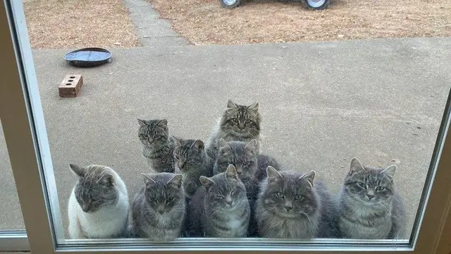 7 Potret Kocak Kucing saat Kumpul Bareng Ini Bikin Meringis