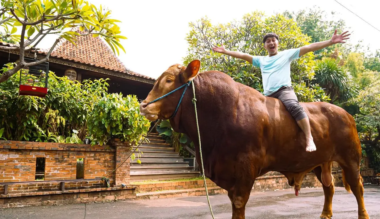 <p>Berikut potret sapi Wariso yang diboyong dari Jawa Tengah yang memiliki berat lebih dari 1 ton. Irfan tampak begitu senang akhirnya bisa memboyong Wariso ke Jakarta. Presenter kondang itu tampak naik di atas sapi Wariso. [Instagram/irfanhakim75]</p>