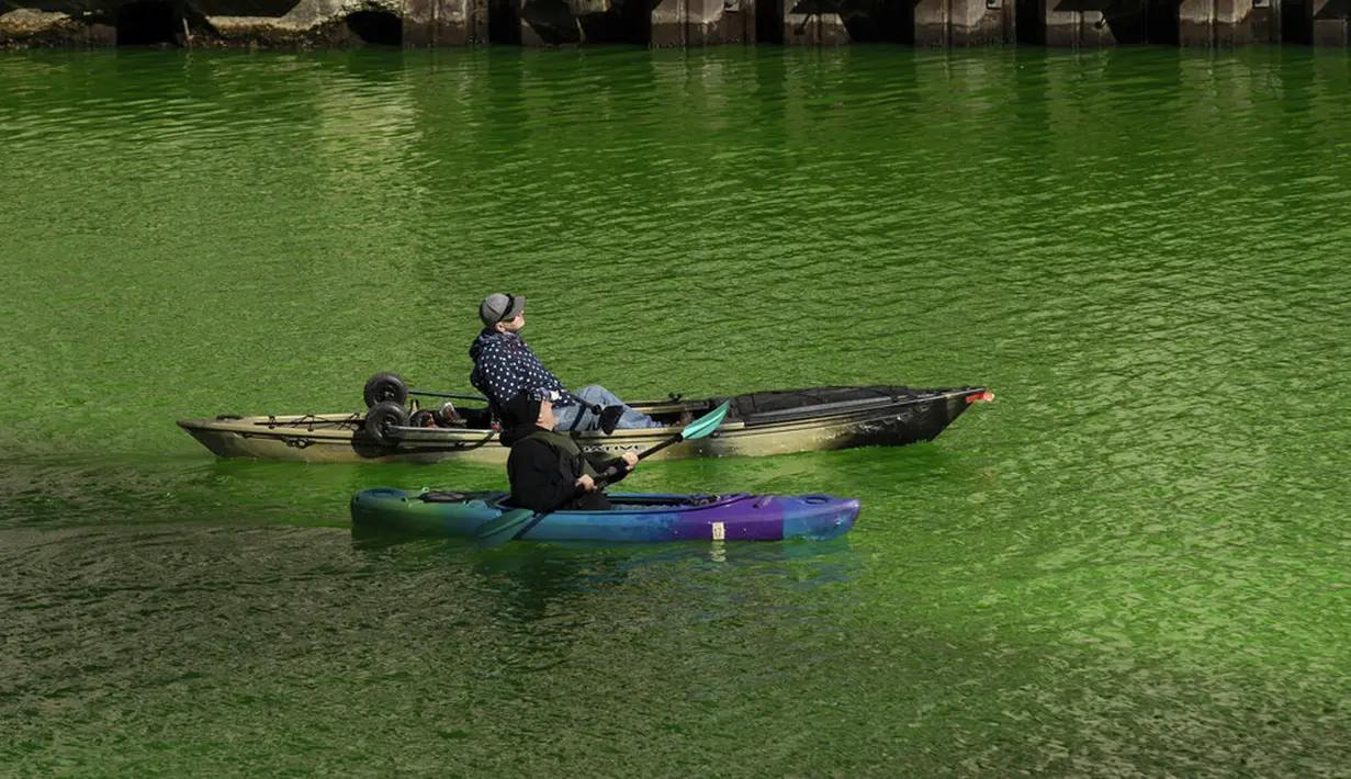 Orang-orang bermain kayak di sepanjang Sungai Chicago yang berwarna hijau jelang Hari Santo Patrick di Chicago, Amerika Serikat, Sabtu (13/3/2021). Setiap tahunnya, pewarnaan Sungai Chicago selalu menarik wisatawan. (Pat Nabong/Chicago Sun-Times via AP)