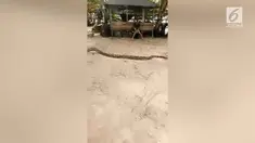 Seekor ular ditangkap dengan cara yang sadis oleh warga di Sulawesi.