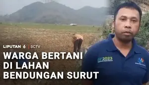 Imbas Kemarau, Lahan Kering Bendungan Cirata Disulap Jadi Kebun Palawija