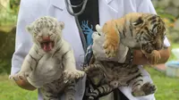Bayi Harimau Benggala (Liputan6.com/ Dewi Divianta)