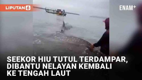 VIDEO: Terdampar di Pantai, Seekor Hiu Tutul Berhasil Kembali ke Tengah Laut Dibantu Nelayan