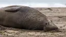 Seekor gajah laut jantan beristirahat di atas pasir Pantai Drakes di California pada Jumat (13/12/2019). Gajah laut memang senang menghabiskan waktu di pantai setelah berburu makanan di laut. (Photo by Philip Pacheco / AFP)