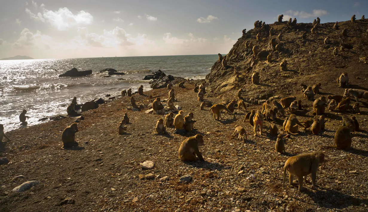 Kawanan monyet berada di sekitar Cayo Santiago, yang dikenal sebagai Pulau Monyet di Puerto Rico, 4 Oktober 2017. Pulau ini merupakan rumah bagi sekitar 400 monyet yang awalnya dibawa dari India untuk tujuan penelitian pada tahun 1938. (AP/Ramon Espinosa)