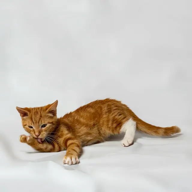 Kucing Oren