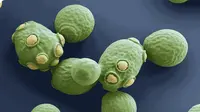 Seiring dengan berkembangnya genetika molekuler, Saccharomyces cerevisiae digunakan untuk menciptakan revolusi terbaru di bidang kesehatan 
