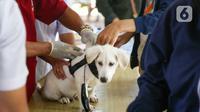 Seekor anjing saat disuntikan vaksin anti rabies secara gratis di kawasa Tebet, Jakarta, Sabtu (31/10/2020). Pemberian Vaksin Rabies gratis tersebut untuk menghindari dan mengantisipasi penyebaran penyakit rabies kepada hewan peliharaan. (Liputan6.com/Faizal Fanani)