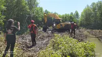 Dengan menggunakan dua unit alat berat jenis ekskavator, dan tali sling, mereka merobohkan ratusan pohon Mangrove dengan menggunakan tali sling. (Liputan6.com/Ahmad Yusran)