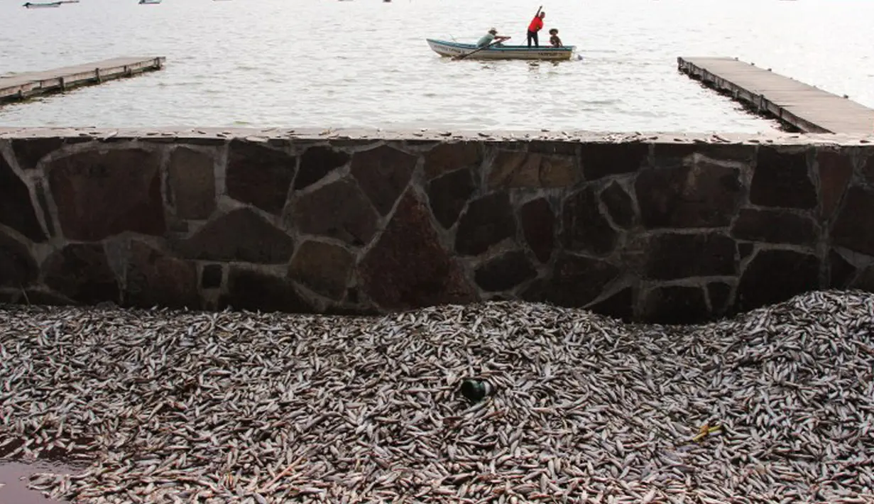 Nelayan setempat mengumpulkan puluhan ribu ikan air tawar "popocha" yang mati di laguna Cajititlan, negara bagian Jalisco, Meksiko, 17 Agustus 2015. Diduga sekitar 25 ton ikan mati karena tercemar limbah pabrik. (AFP PHOTO/HECTOR GUERRERO)