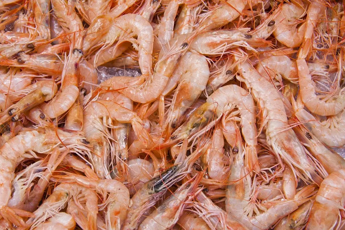 Ilustrasi udang