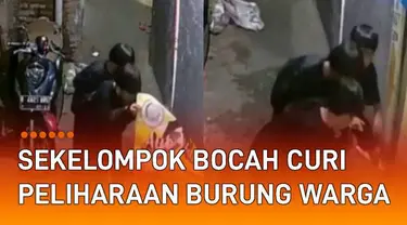 Sekelompok bocah mencuri peliharaan burung warga mengundang perhatian.