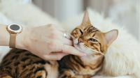 Here are five common languages your cat may say to you. (Photo: Paul Hanaoka/Unsplash)