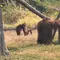 Kisah Keluarga Orang Utan Solo, Didi Beristri Tori dan Anaknya Dito