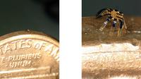 Robot terkecil di dunia berbentuk kepiting di atas koin (foto kiri) dan dengan kondisi zoom (foto kanan). Robot ini&nbsp;dikembangkan oleh para peneliti di Northwestern University.