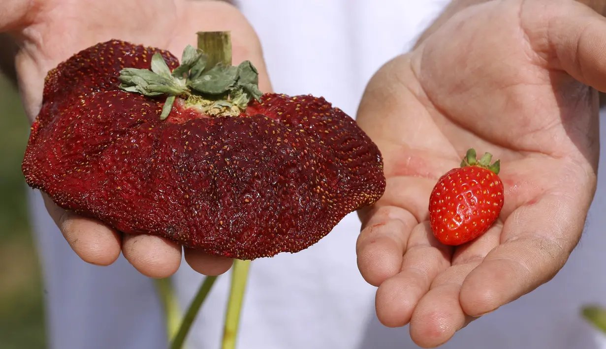 Petani Israel Tzachi Ariel memperlihatkan stroberi seberat 289 gram (kiri) yang ditemukan di ladang pertaniannya dan memecahkan rekor Guinness World Records baru untuk stroberi terberat, di desa Kadima di Israel tengah pada 17 Februari 2022. (JACK GUEZ / AFP)