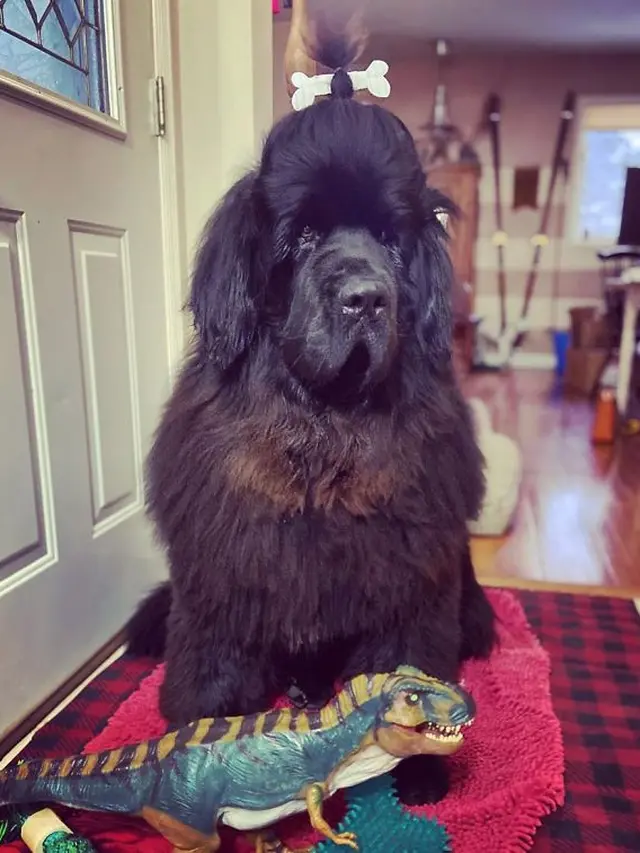 anjing didandani setiap hari