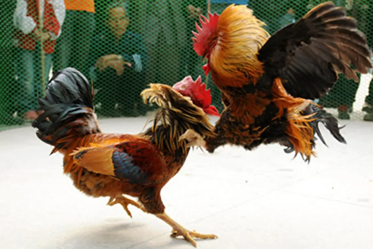 [Bintang] Ayam