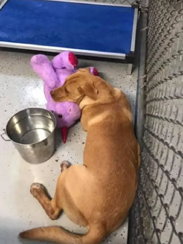 Seekor Anjing Dapat Hadiah Boneka Unicorn Setelah Mencoba Mencuri Hingga 5 Kali.